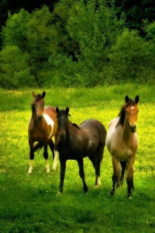 The Horses Three II Black Ornate Wood Framed Art Print with Double Matting by Hausenflock, Alan