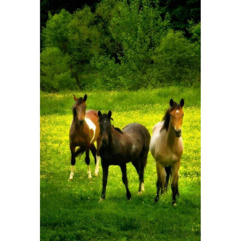 The Horses Three II Black Modern Wood Framed Art Print with Double Matting by Hausenflock, Alan