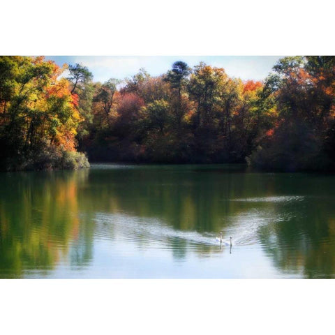 Swans on the Lake II Gold Ornate Wood Framed Art Print with Double Matting by Hausenflock, Alan