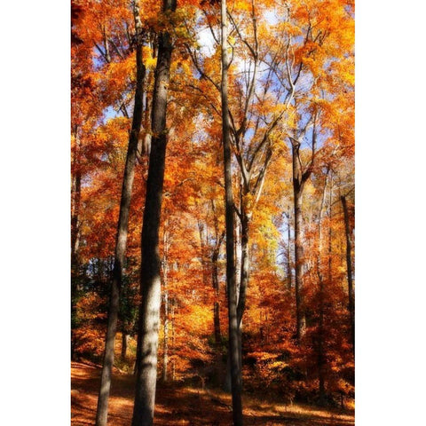 Autumn Cathedral I White Modern Wood Framed Art Print by Hausenflock, Alan