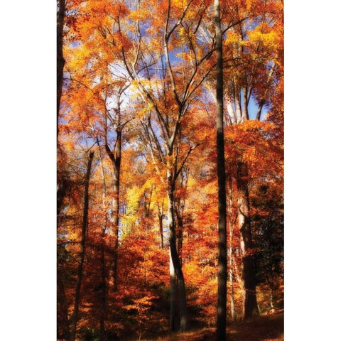 Autumn Cathedral II White Modern Wood Framed Art Print by Hausenflock, Alan