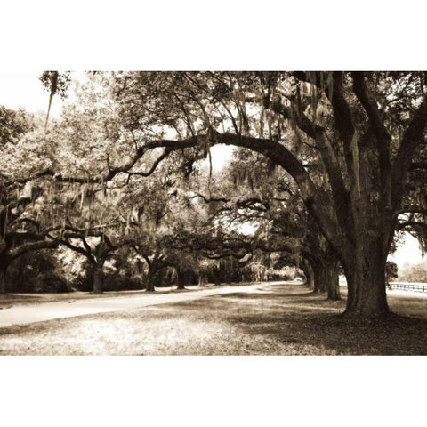 Charleston Oaks 9 Sepia Gold Ornate Wood Framed Art Print with Double Matting by Hausenflock, Alan