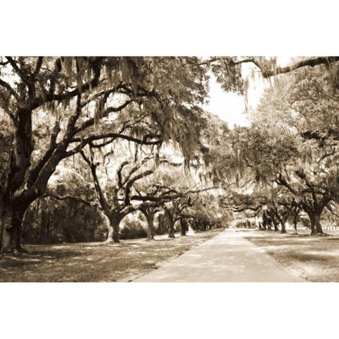 Charleston Oaks 10 Sepia White Modern Wood Framed Art Print by Hausenflock, Alan