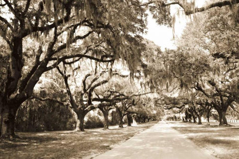 Charleston Oaks 10 Sepia Black Ornate Wood Framed Art Print with Double Matting by Hausenflock, Alan