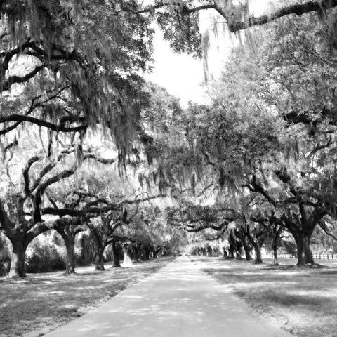 Charleston Oaks Sq. X Gold Ornate Wood Framed Art Print with Double Matting by Hausenflock, Alan