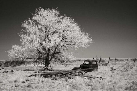 Truck and Tree White Modern Wood Framed Art Print with Double Matting by Johnson, George