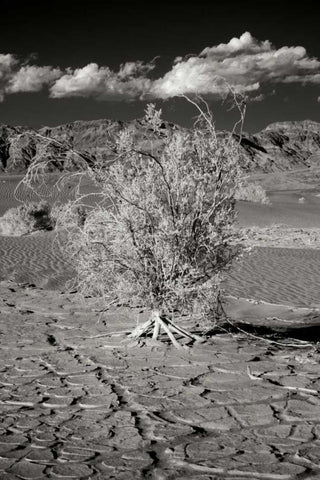 Death Valley Dunes I Black Ornate Wood Framed Art Print with Double Matting by Johnson, George