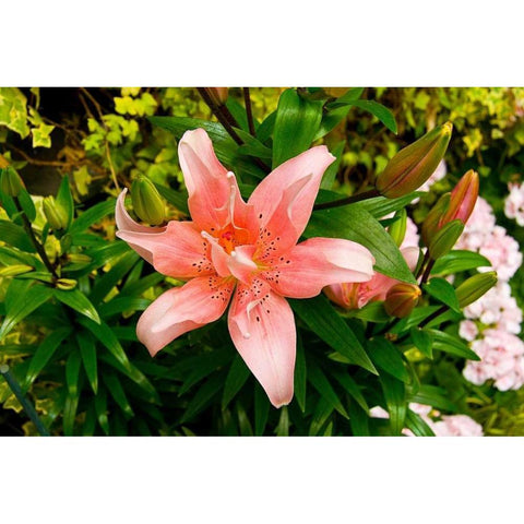 Pink Lily White Modern Wood Framed Art Print by Johnson, George