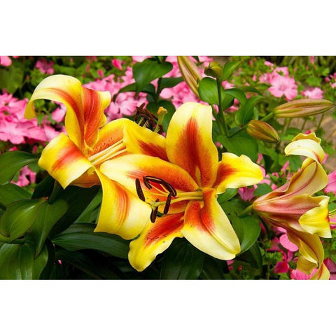 Yellow Lilies Black Modern Wood Framed Art Print by Johnson, George