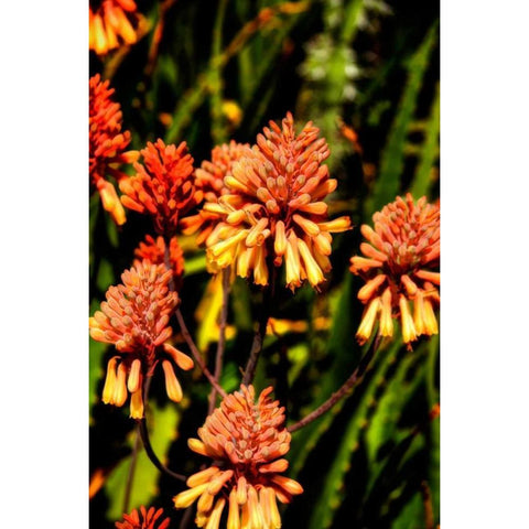 Yellow and Orange Flowers Black Modern Wood Framed Art Print with Double Matting by Johnson, George