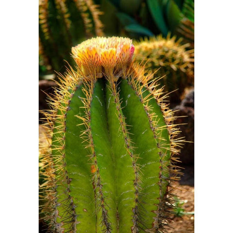 Cactus Flowers I White Modern Wood Framed Art Print by Johnson, George