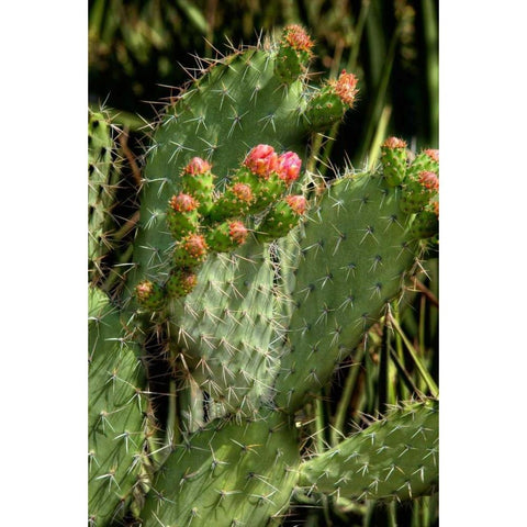 Cactus Flowers II Black Modern Wood Framed Art Print with Double Matting by Johnson, George