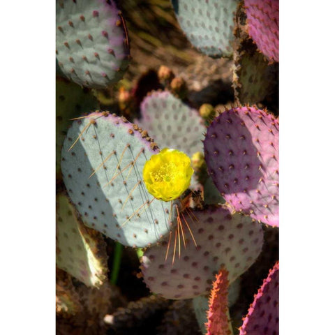 Cactus Flowers III Black Modern Wood Framed Art Print with Double Matting by Johnson, George