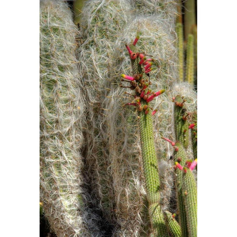 Cactus Flowers IV White Modern Wood Framed Art Print by Johnson, George