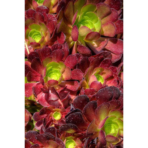 Green in Red Flower Black Modern Wood Framed Art Print with Double Matting by Johnson, George