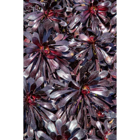 Yellow in Red Flowers Black Modern Wood Framed Art Print with Double Matting by Johnson, George