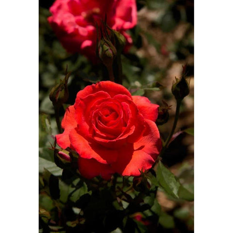 Red Rose Black Modern Wood Framed Art Print by Johnson, George