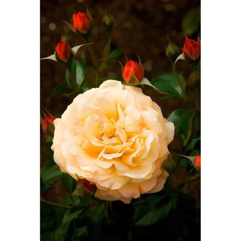 Yellow Rose White Modern Wood Framed Art Print by Johnson, George