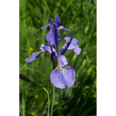 Blue Iris Gold Ornate Wood Framed Art Print with Double Matting by Johnson, George