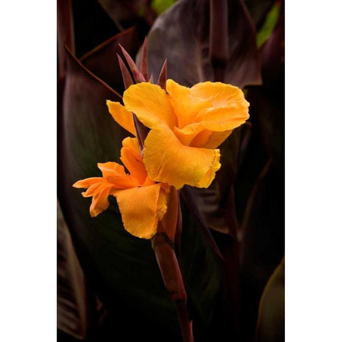 Orange Flower I Gold Ornate Wood Framed Art Print with Double Matting by Johnson, George