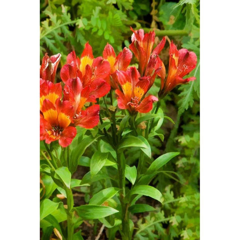 Red and Yellow Flowers White Modern Wood Framed Art Print by Johnson, George