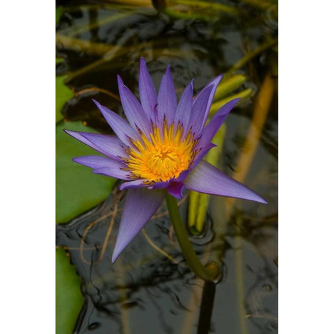 Purple Water Lilies I White Modern Wood Framed Art Print by Johnson, George