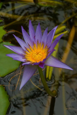 Purple Water Lilies I Black Ornate Wood Framed Art Print with Double Matting by Johnson, George