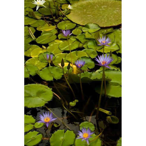 Purple Water Lilies II White Modern Wood Framed Art Print by Johnson, George