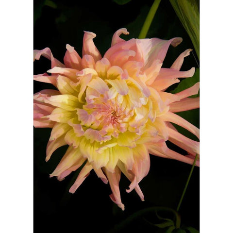 Pink and Yellow Dahlia Black Modern Wood Framed Art Print with Double Matting by Johnson, George