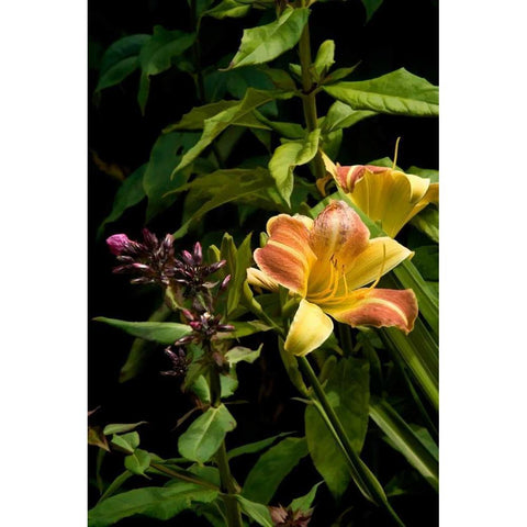 Pink and Yellow Lily White Modern Wood Framed Art Print by Johnson, George