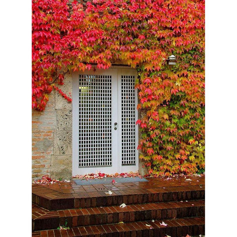Augustine Door and Ivy White Modern Wood Framed Art Print by Johnson, George