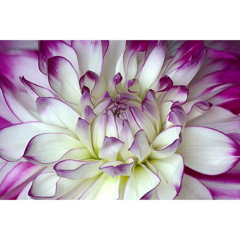 Purple and White Dahlia Gold Ornate Wood Framed Art Print with Double Matting by Johnson, George