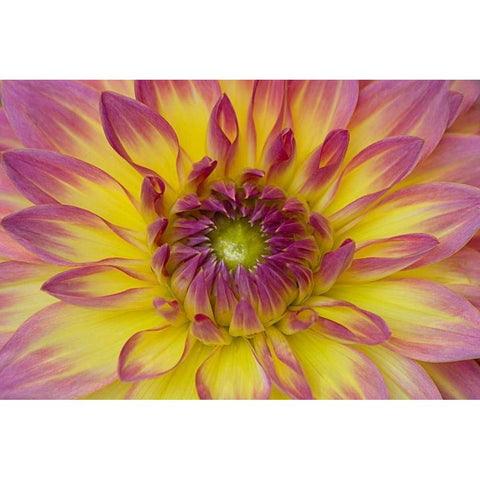 Purple and Yellow Dahlia Gold Ornate Wood Framed Art Print with Double Matting by Johnson, George
