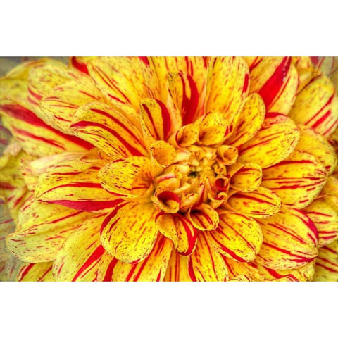 Red Striped Dahlia White Modern Wood Framed Art Print by Johnson, George