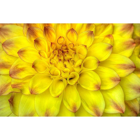 Red Tip Dahlias Gold Ornate Wood Framed Art Print with Double Matting by Johnson, George