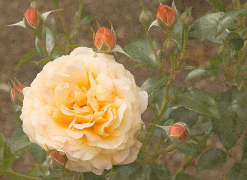 Christchurch Yellow Roses Black Ornate Wood Framed Art Print with Double Matting by Johnson, George