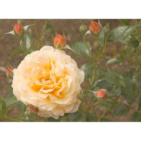 Christchurch Yellow Roses Black Modern Wood Framed Art Print by Johnson, George