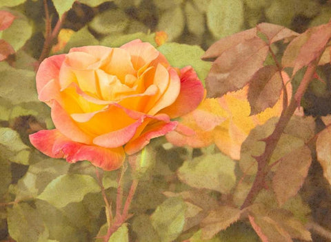 Sunset Rose Black Ornate Wood Framed Art Print with Double Matting by Johnson, George