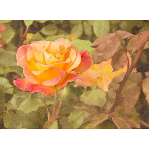Sunset Rose Black Modern Wood Framed Art Print with Double Matting by Johnson, George