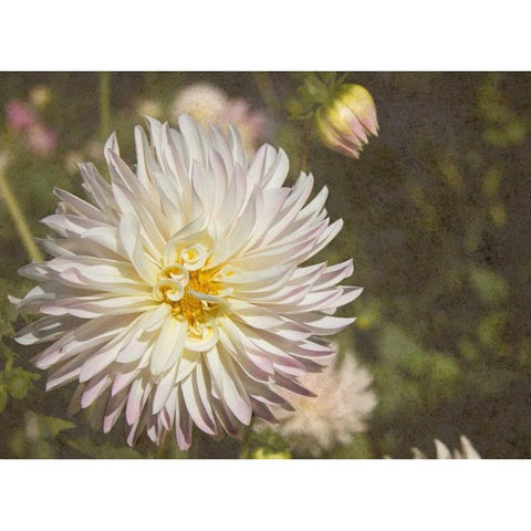 Curley Dahlia Black Modern Wood Framed Art Print with Double Matting by Johnson, George