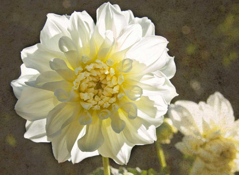 Kaleidoscope Dahlia White Modern Wood Framed Art Print with Double Matting by Johnson, George