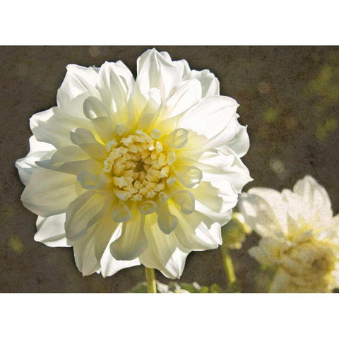 Kaleidoscope Dahlia Gold Ornate Wood Framed Art Print with Double Matting by Johnson, George