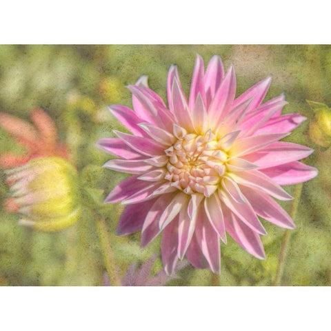 Garden Dahlias Gold Ornate Wood Framed Art Print with Double Matting by Johnson, George