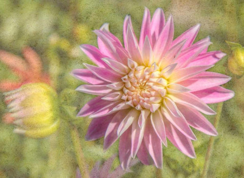 Garden Dahlias White Modern Wood Framed Art Print with Double Matting by Johnson, George