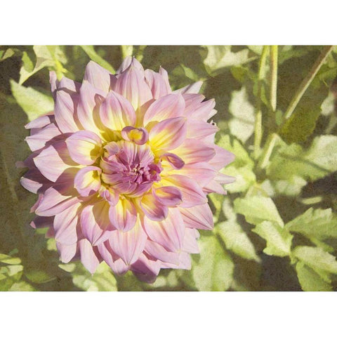 Garden Dahlias II White Modern Wood Framed Art Print by Johnson, George