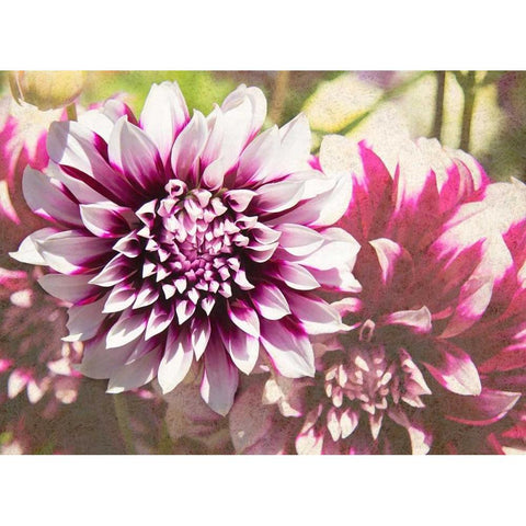 Garden Dahlias III Black Modern Wood Framed Art Print with Double Matting by Johnson, George