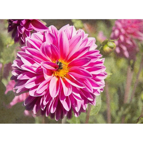 Garden Dahlias IV White Modern Wood Framed Art Print by Johnson, George