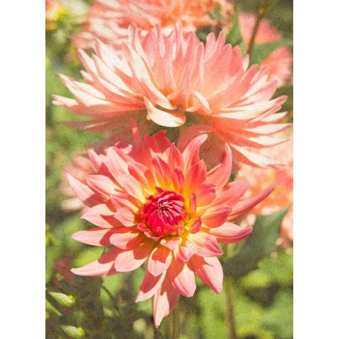 Garden Dahlias V White Modern Wood Framed Art Print by Johnson, George