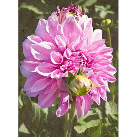 Garden Dahlias VI Black Modern Wood Framed Art Print with Double Matting by Johnson, George