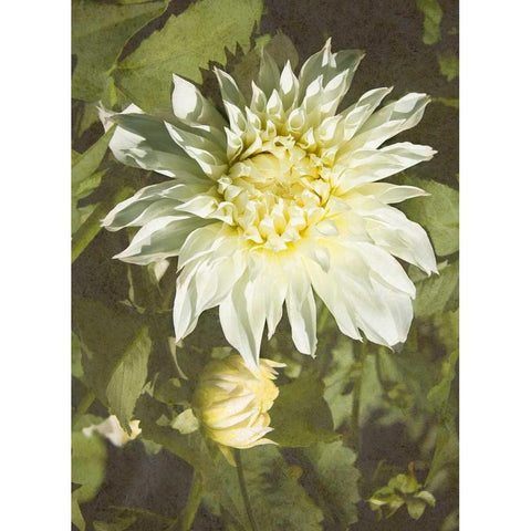 Garden Dahlias VII Gold Ornate Wood Framed Art Print with Double Matting by Johnson, George